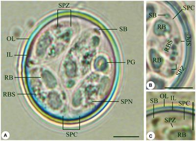 Morphology, morphometry, and phylogeny of the protozoan parasite, Eimeria labbeana-like (Apicomplexa, Eimeriidae), infecting Columba livia domestica